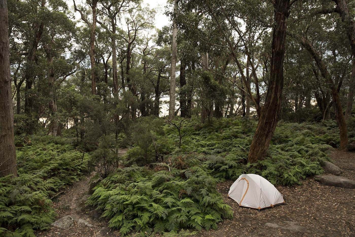 A small tent pitched in a fern-covered forest clearing