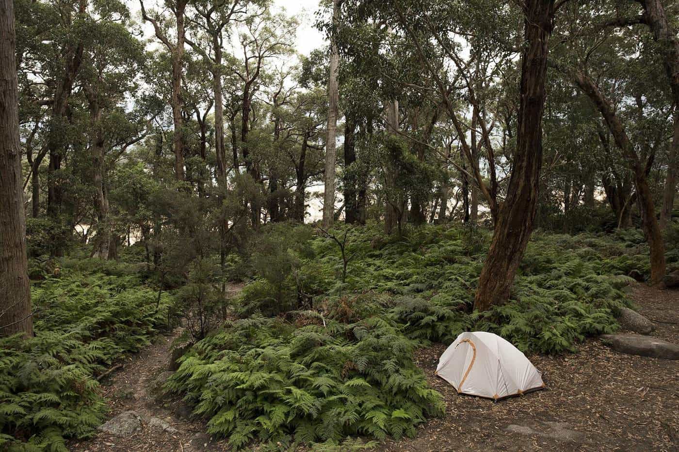 A small tent among ferns and tall trees in an undisturbed forest campsite