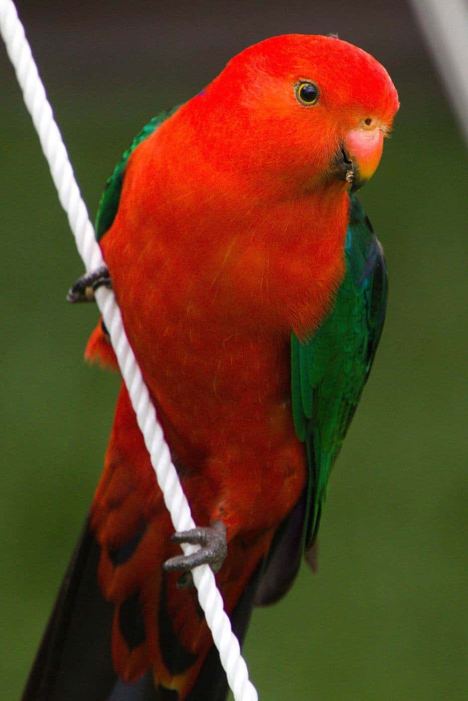 A bright red male king parrot perched on a tent guy rope